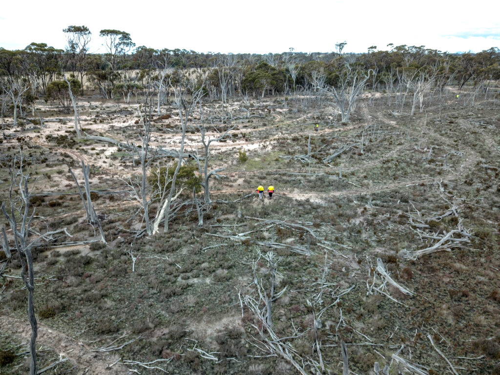 An aerial image of cleared land and fallen trees.