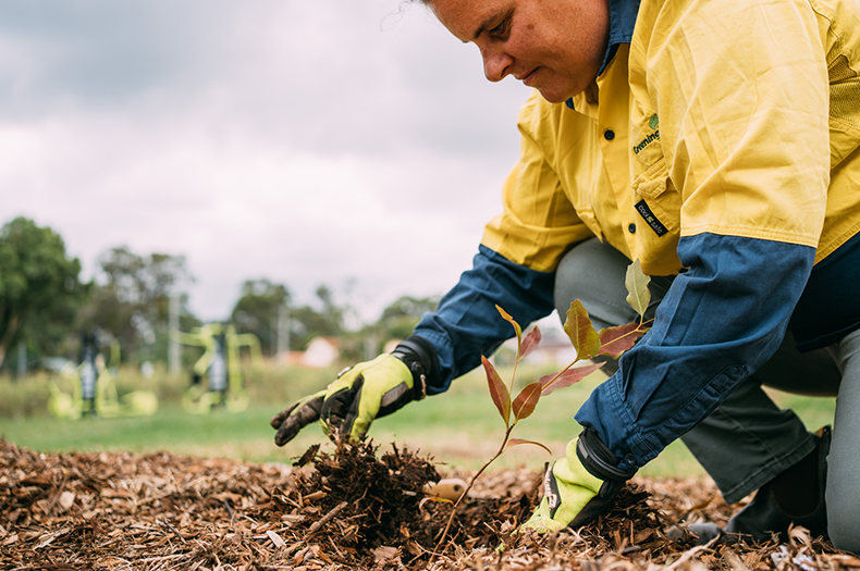 A woman wearing gloves adjusts mulch around a native seedling that has just been planted.