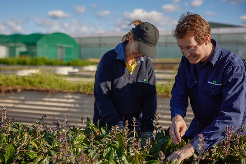 Greening Australia team members tend a native seed production bed in the foreground. Further seed production infrastructure (more seed beds, a greenhouse and a poly tunnel) is visible in the background.