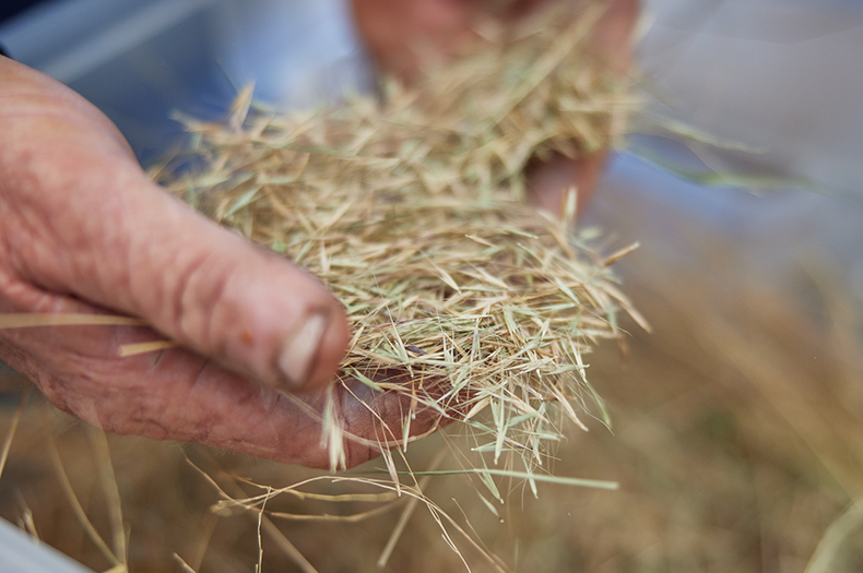 Close-up of native grass seeds spilling from a pair of hands.