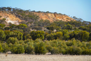 Native Australian trees with escarpment in background