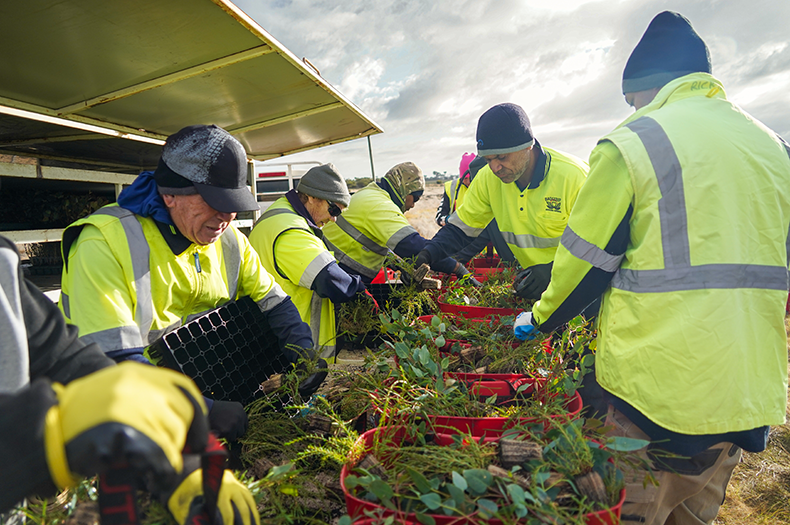 Ngoolark Rangers dressed in high vis safety gear are busy at work around an outdoor table full of seedlings ready for planting.