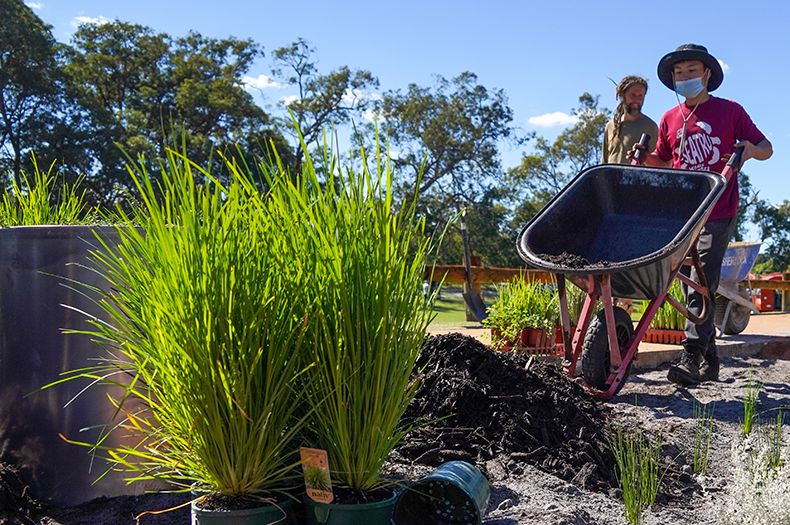 Potted native grasses can be seen in the foreground, ready for planting. In the background, a man with a wheelbarrow has just emptied a load of mulch onto the ground.