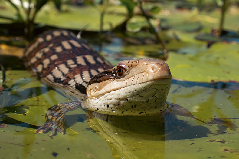 A Blue-tongue Lizard is floating in a pond, surrounded by the pads of waterlilies.