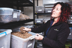 A Greening Australia employee stands in a storage space looking at tubs full of native seed.