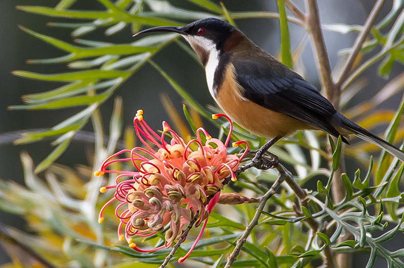 An Eastern Spinebill perches on a flowering grevillea plant.