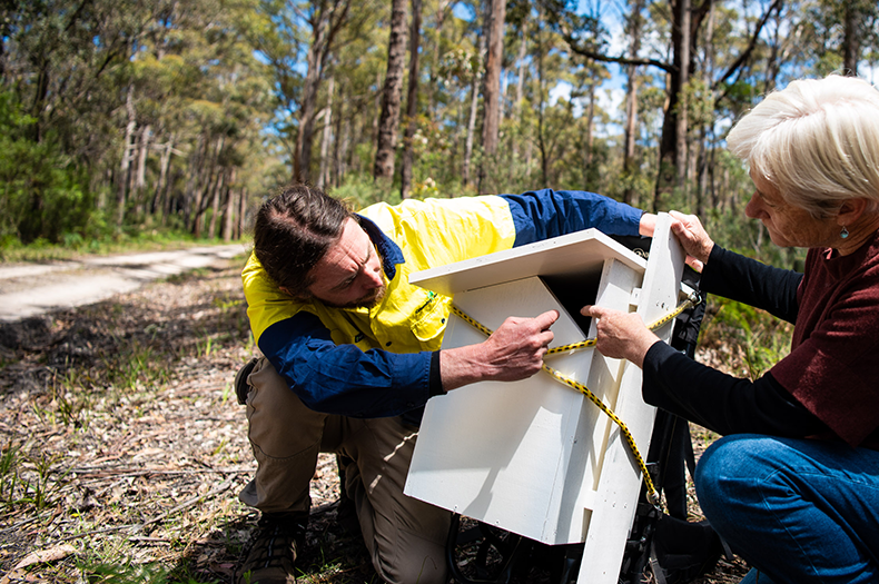 In a forest, a man and a woman are crouching on the ground, holding a white nestbox with a triangular opening, designed for Greater Gliders.