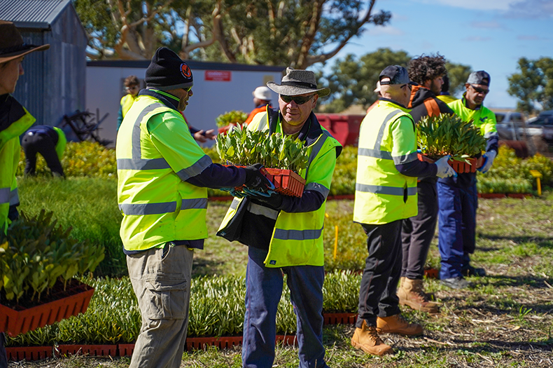 A line of Traditional Owners passing trays of seedlings down the chain.