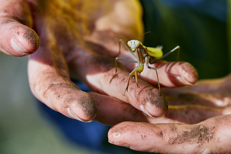 A praying mantis stands on human hands encrusted with dirt.