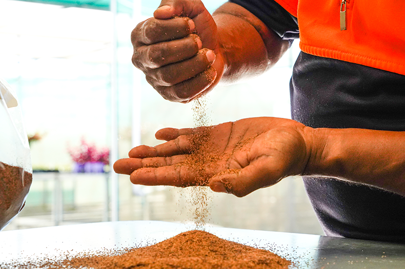 A stream of fine native seed pours through two hands.