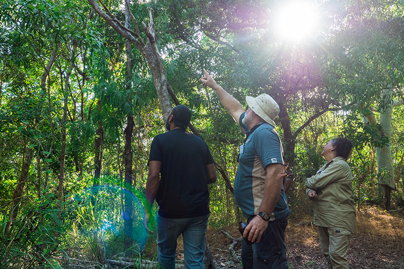 Three people stand in tropical dry rainforest. One is pointing up into the canopy and the others are looking in the direction he is pointing.