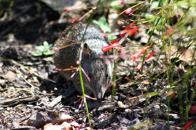 A Southern Brown Bandicoot peering between some foliage.