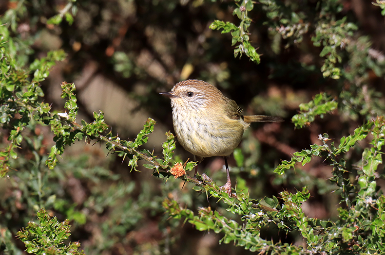 A Striated Thornbill perches on a stem of prickly native wattle.