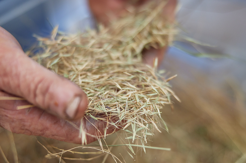 A close-up shot of native grass seeds held loosely in someone's hands.