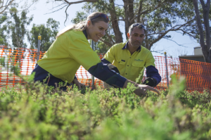 Two Greening Australia staff are pictured in the background, a mass of young seedlings are shown in the foreground.