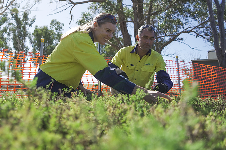 Two Greening Australia staff are pictured in the background, a mass of young seedlings are shown in the foreground.