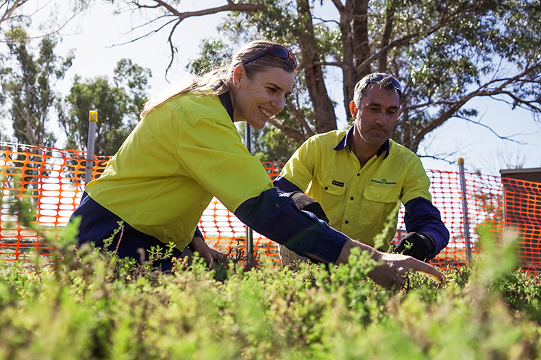 Two Greening Australia staff are pictured in the background, a mass of young seedlings are shown in the foreground.