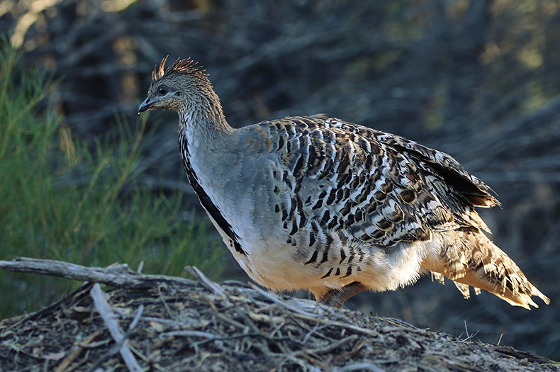 A malleefowl shown in profile, standing on a mound.