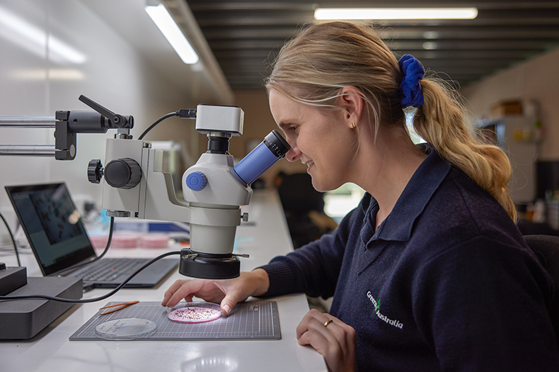 A Greening Australia team member uses a microscope to inspect a petri dish full of seed.