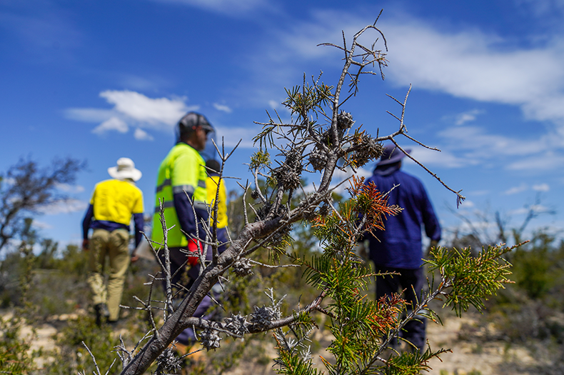 A plant with seed capsules is shown in the foreground, visible behind are a group of seed collectors.