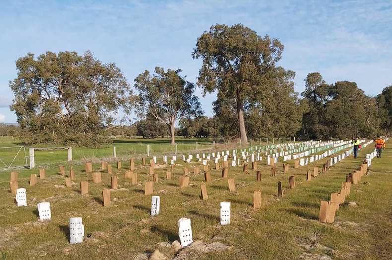 A photo taken across a strip planted with seedlings that have been guarded with an assortment of plastic free tree guards.