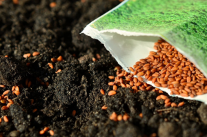 A torn open packet of seeds lies on its side, spilling seeds onto rich soil.
