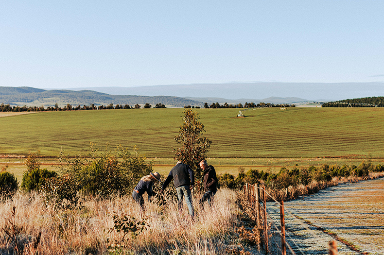 A planting corridor of young native species bends away into the distance, fenced and surrounded by agricultural landscape. A trio of three people stand in the native vegetation, all bending to inspect a plant.