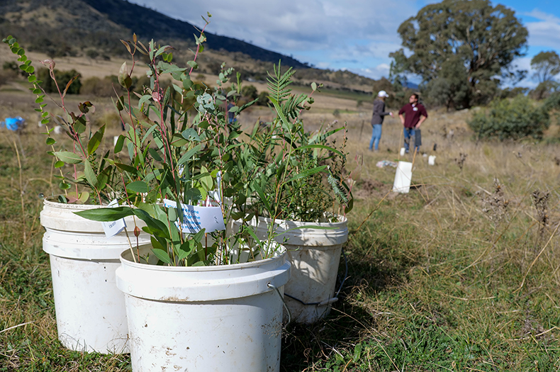 Buckets full of seedlings are in the foreground, while people stand behind talking in a paddock.