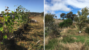 Left photo shows tubestock sitting outside in a paddock, ready for planting. Right photo shows 4-year-old trees and shrubs in a paddock.