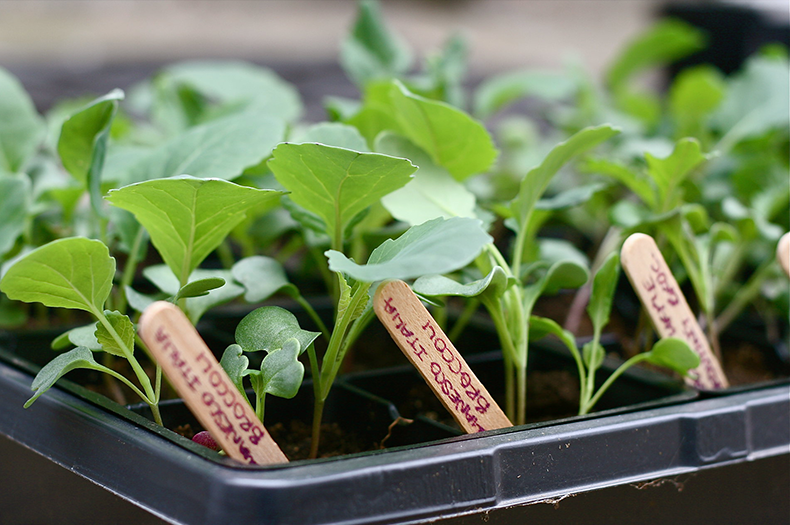 A close-up of some broccoli seedlings. Their varieties are written on popsticks using purple pen.