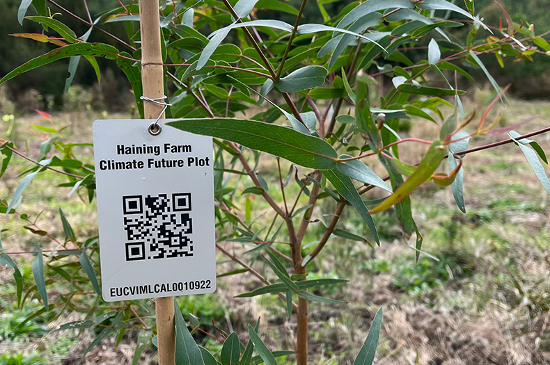 A tag with a QR code is attached to a stake beside a seedling.