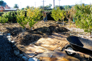 In a backyard with fruit trees, a man spreads mulch in the background. In the foreground, a layer of wet cardboard is visible, not yet covered with a layer of mulch.