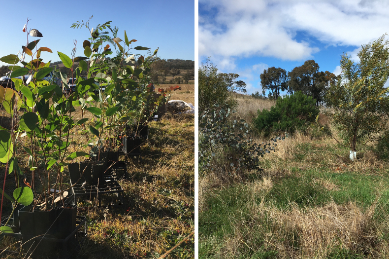 Left photo shows tubestock sitting outside in a paddock, ready for planting. Right photo shows 4-year-old trees and shrubs in a paddock.