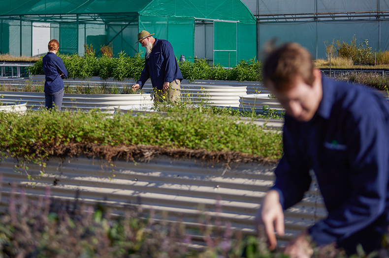 A series of raised planters are in the foreground, planted with native species. A green shadehouse is visible in the background.