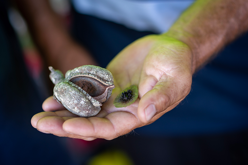 A hand holds a large seed capsule, which has split open. Beside the capsule lying on the person's palm is the seed that was inside the capsule.