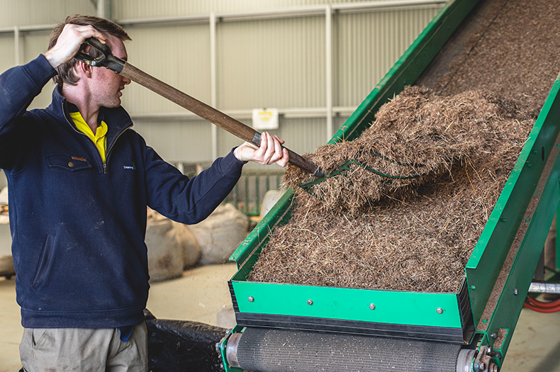 A man uses a pitchfork to shift native grass material on a conveyer belt.