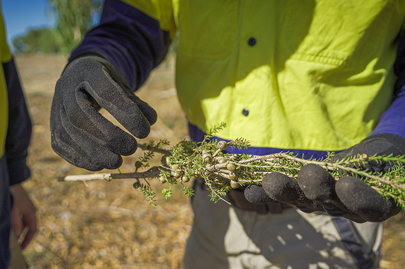 A pair of gloved hands hold some branchlets cut from a native shrub, on which seed capsules are visible.