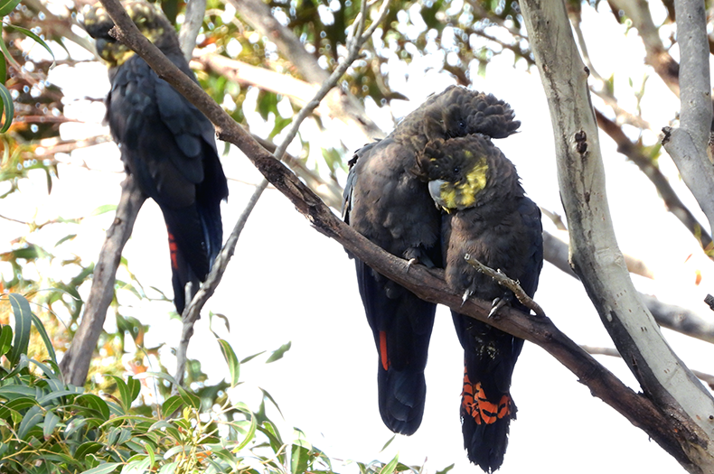 This project is enticing rare Kangaroo Island glossies back to the mainland