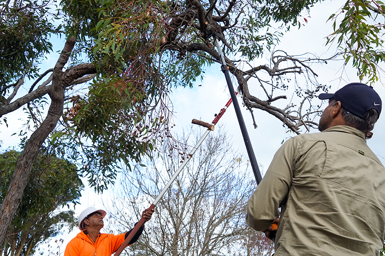 Two men stand under a eucalypt tree, using pole saws to cut branchlets with gum nuts.
