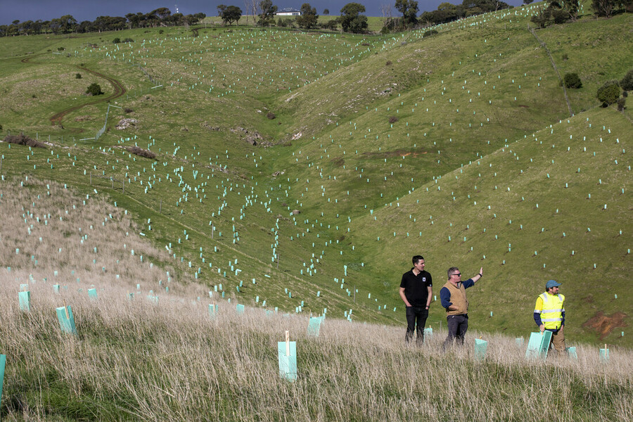 A WWF representative, a landholder, and a Greening Australia representative are walking through a hilly paddock that is dotted all over with tree guards.