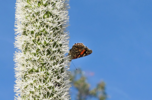 A butterfly is perched on the flower spike of a grass tree