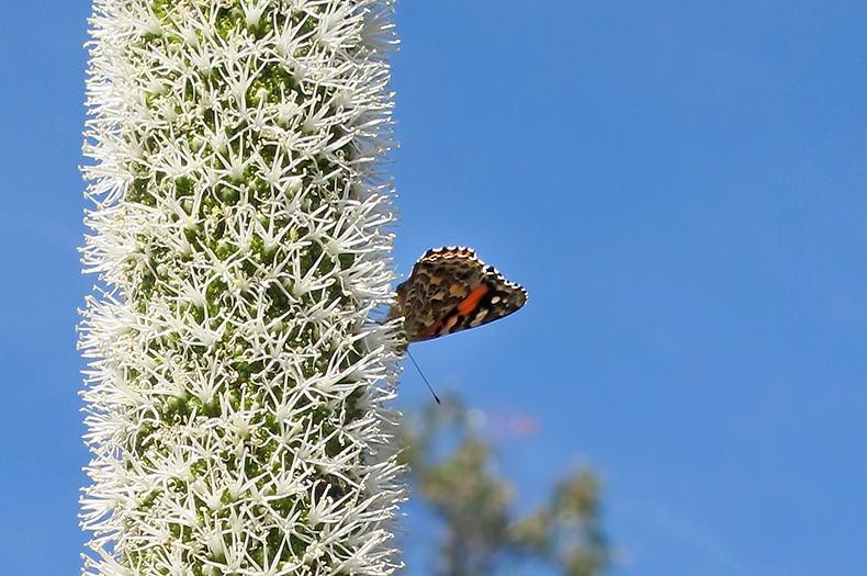 A butterfly is perched on the flower spike of a grass tree