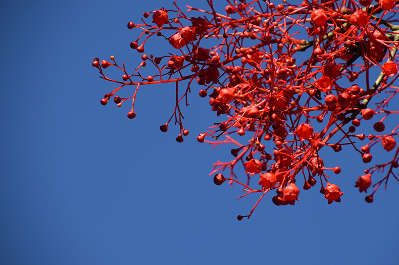Bright red flowers of the Illawarra Flame Tree against a blue sky