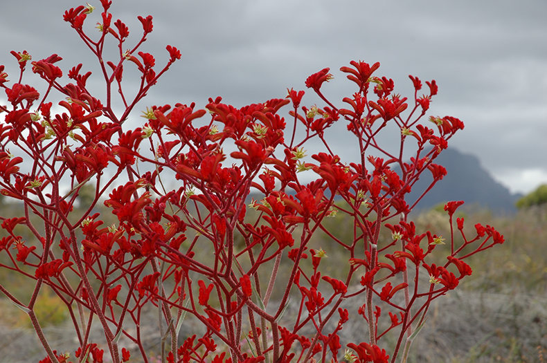 Bright red kangaroo paw flowers