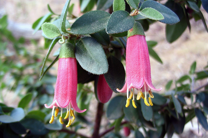 Close-up of bell-shaped, pink correa flowers 