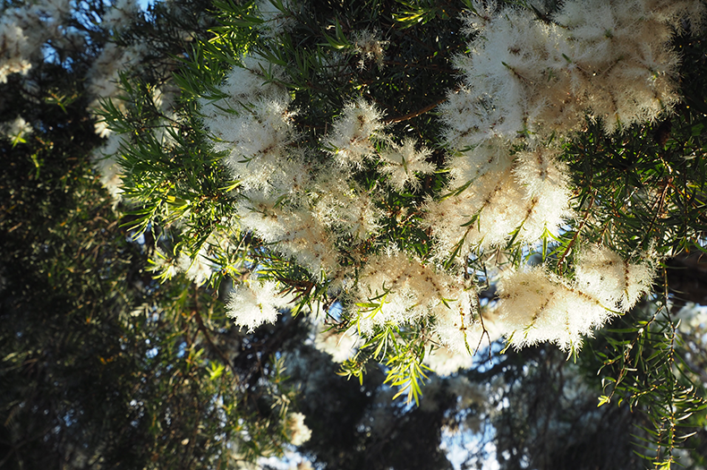 Looking up into the canopy of a melaleuca tree covered in white blossoms.
