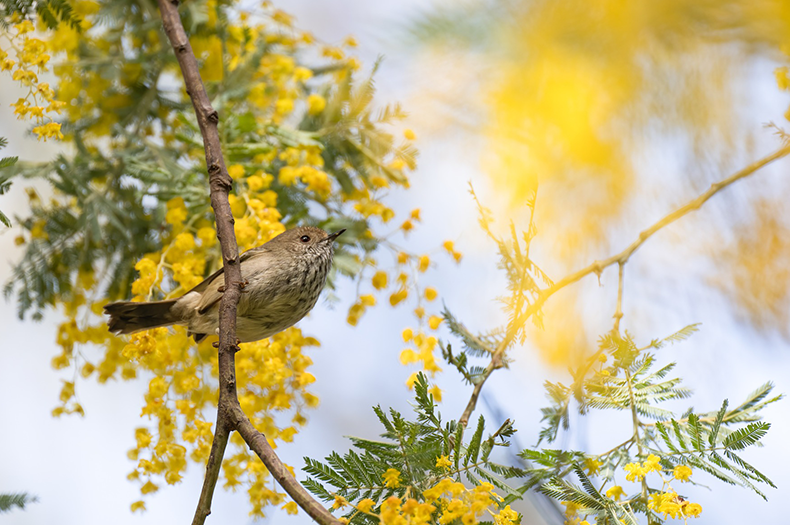 A Striated Thornbill sits on a twig, surrounded by wattle flowers and leaves.