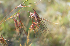 A close up of the distinctive seedheads of Kangaroo Grass.