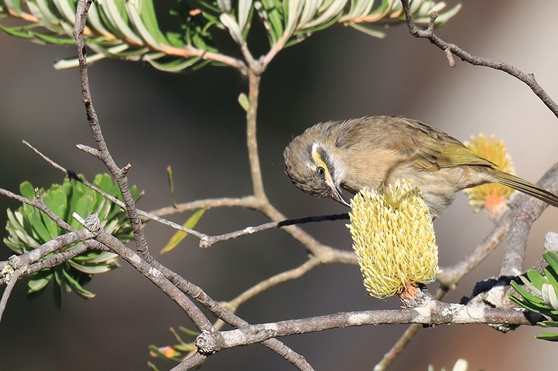 A Yellow-Faced Honeyeater drinking from a Banksia flower.