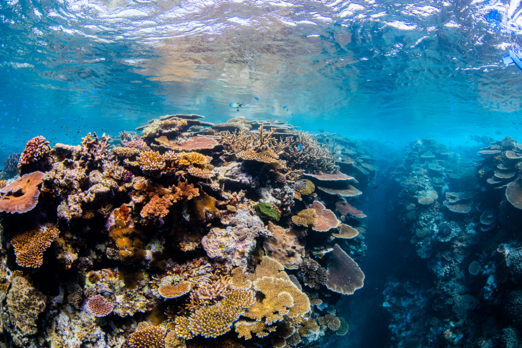 A coral reef alive with fish is visible through clear blue water